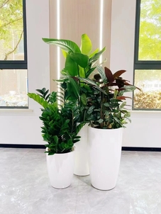 探寻宁波余姚花木租赁设计的魅力与创意